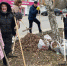 Семикаракорская СОШ №2 влилась в городской субботник - Газета Семикаракорские вести