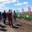На базе ИП главы К(Ф)Х Николая Юзефова состоялся День овощного поля - Семикаракорский район